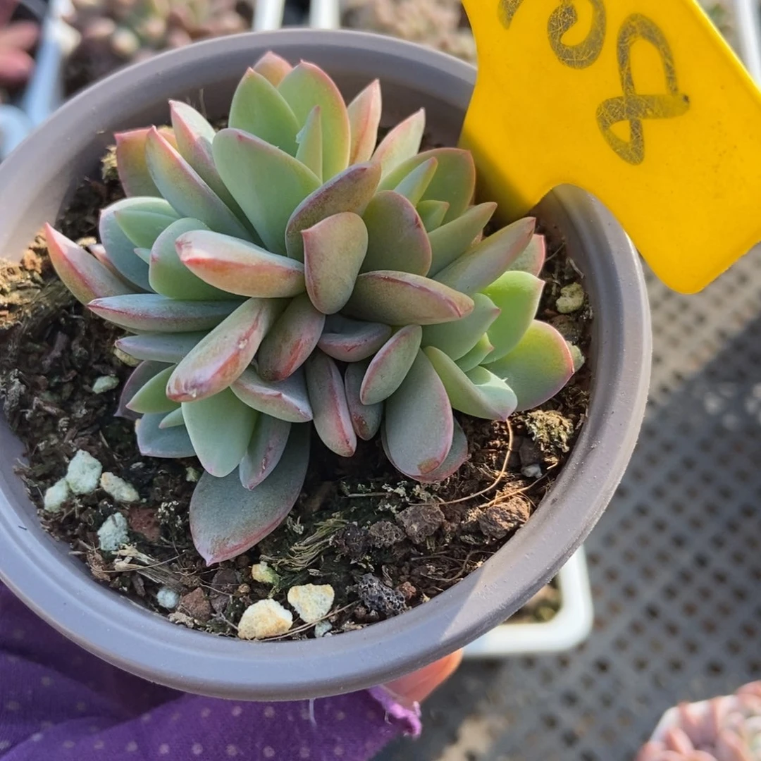 908布鲁蓝多肉植物