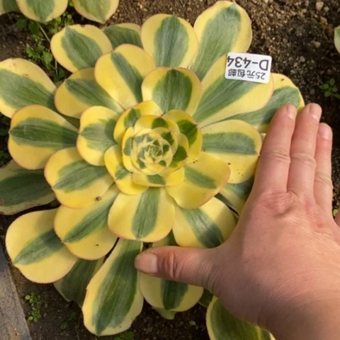 434王妃满25包邮多肉