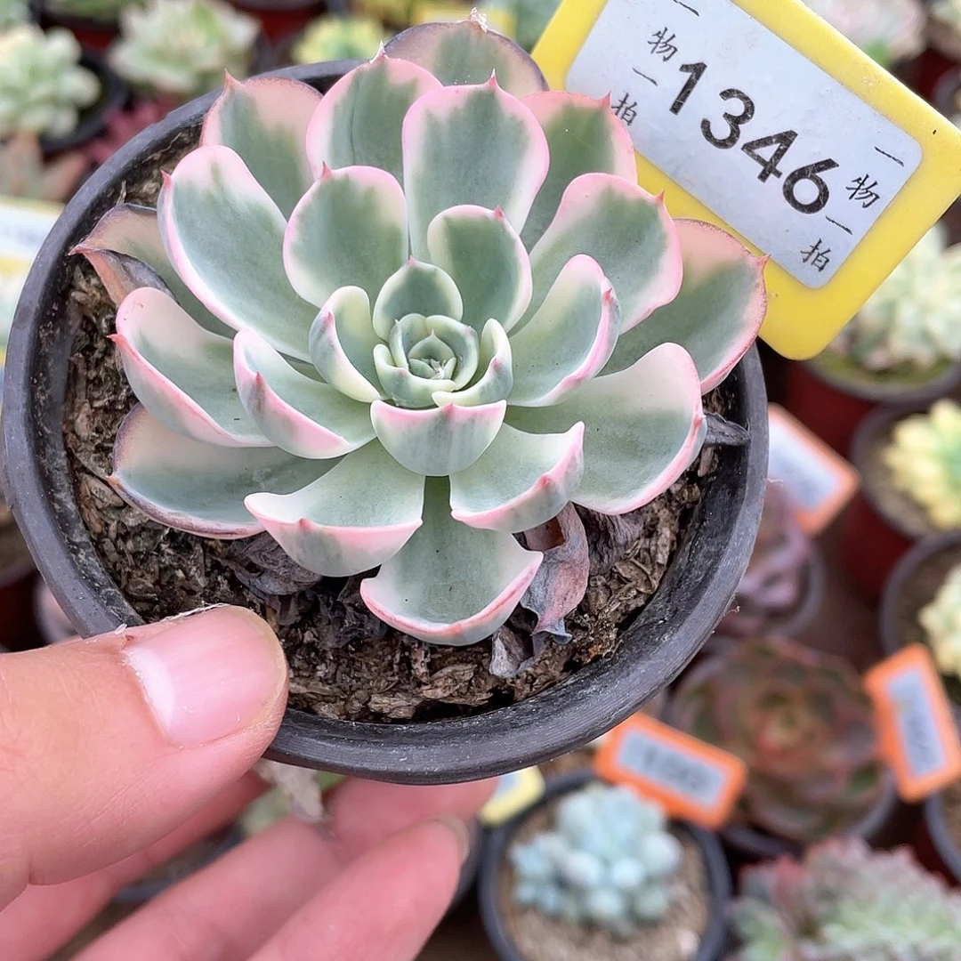 玉蝶1346号多肉植物