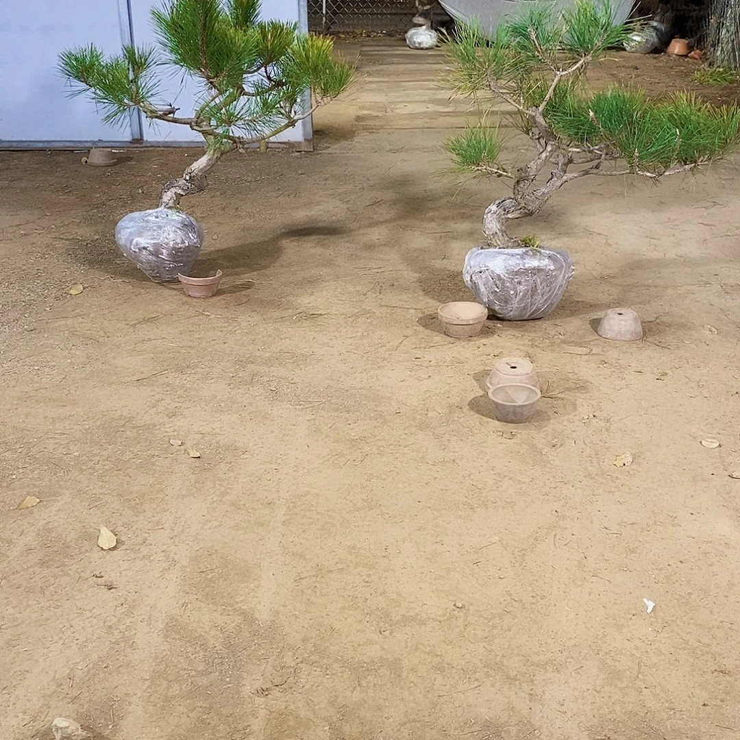 冬***歌完全开放111111111111