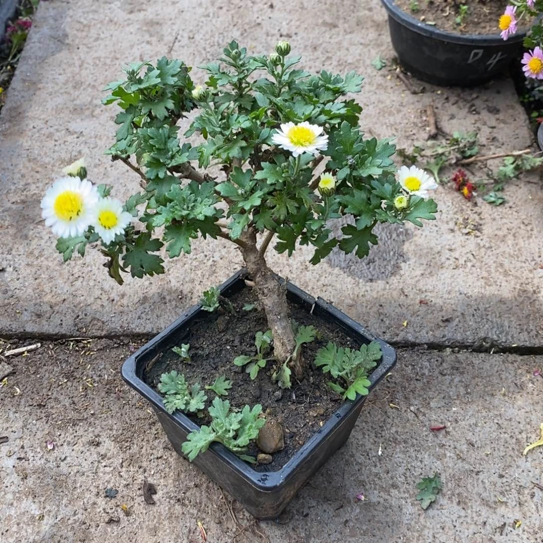 清***坐无花朵盆景盆景盆景