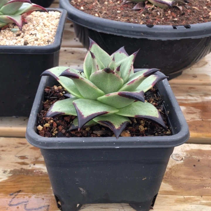 超鼎级侧芽111111