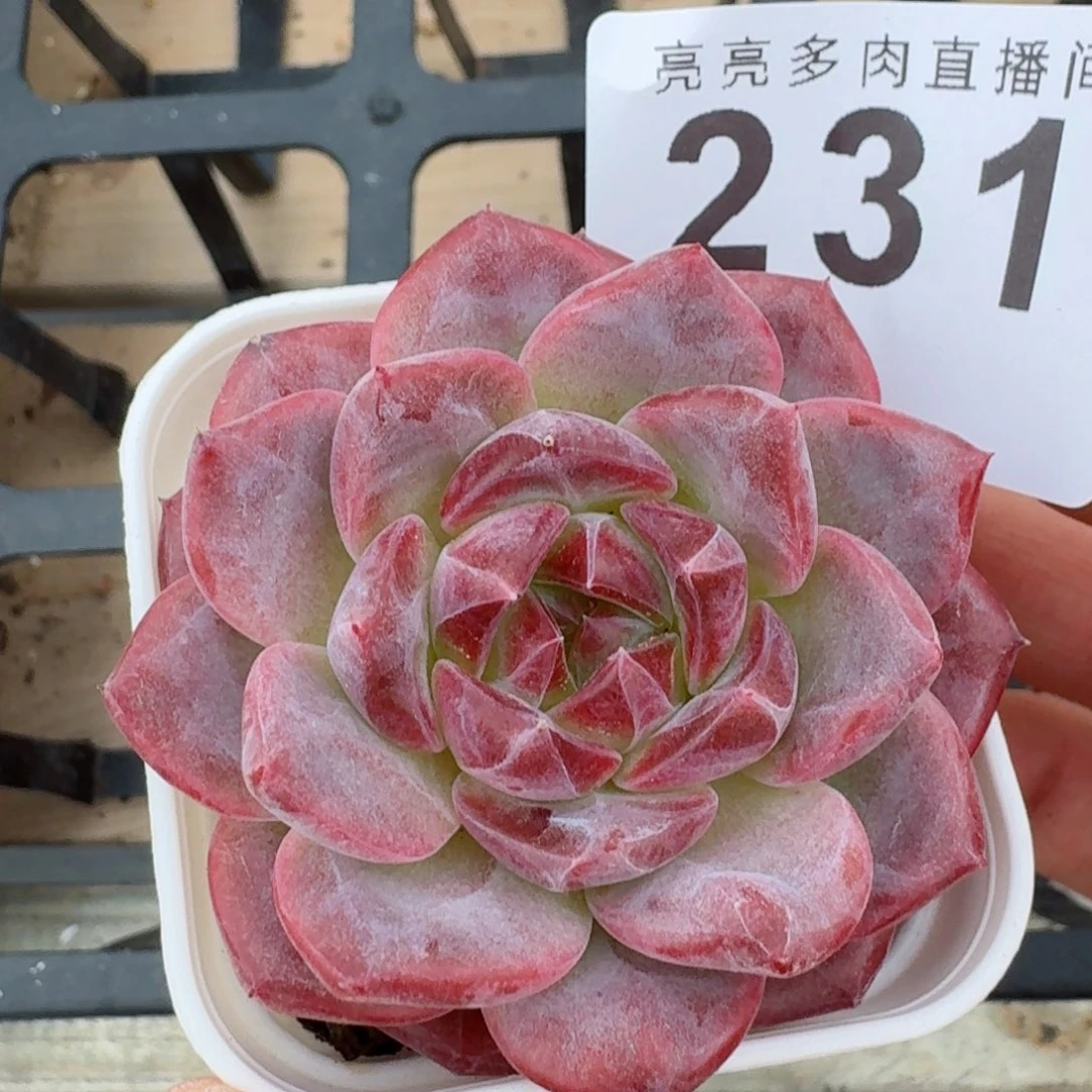 琥珀            精美多肉植物