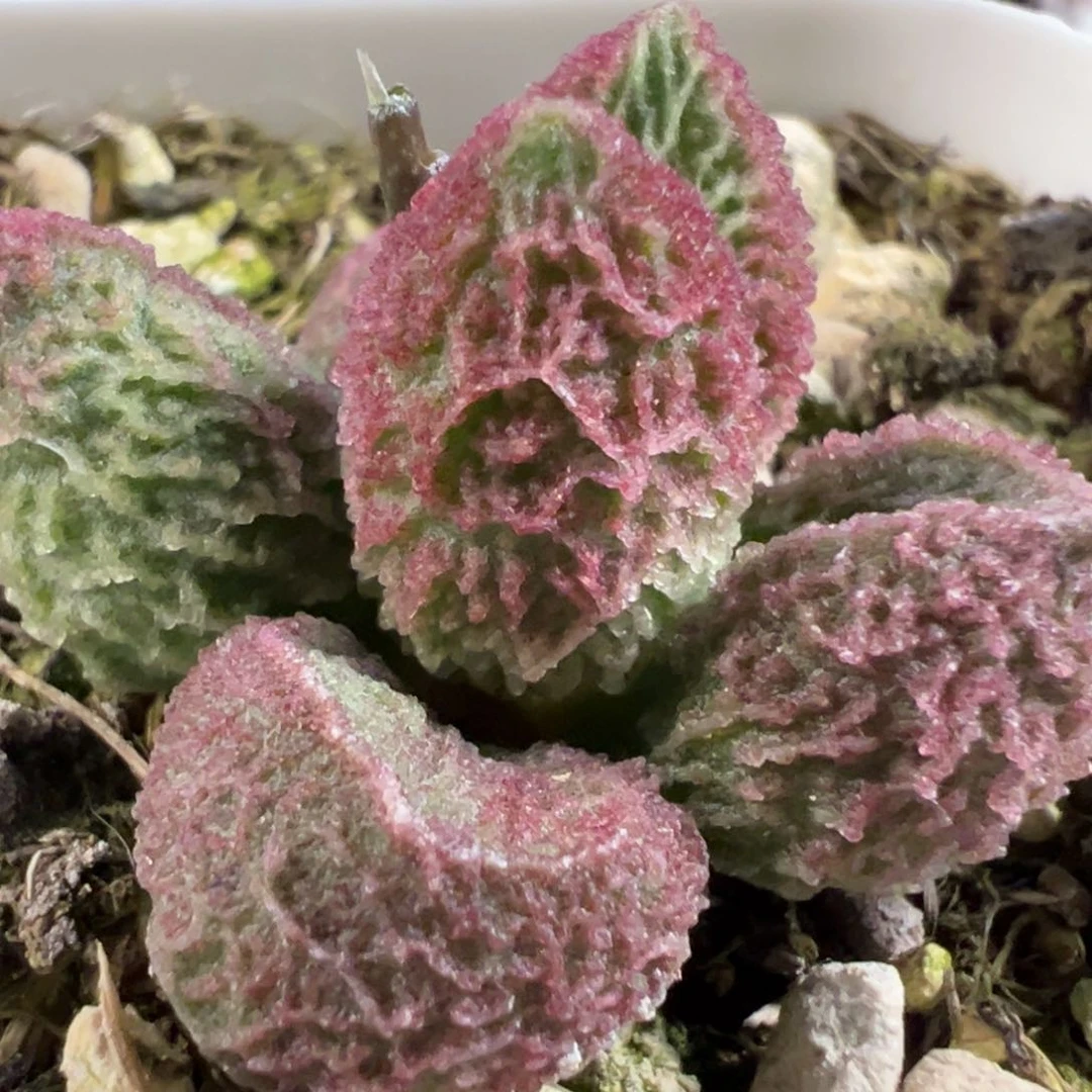 无花朵实生新品多肉植物水泡多肉植物
