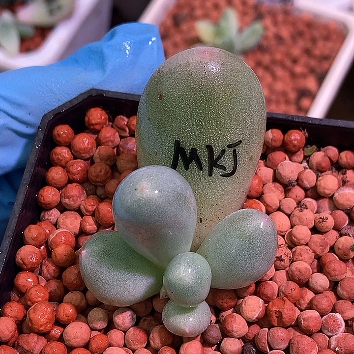 米可奶酪锦多肉植物