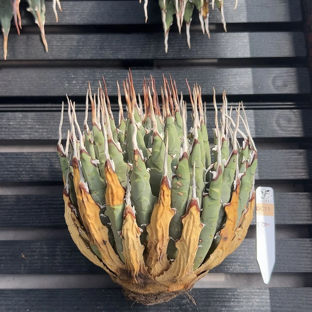 无花朵曲刺妖炎生桩1200折后价