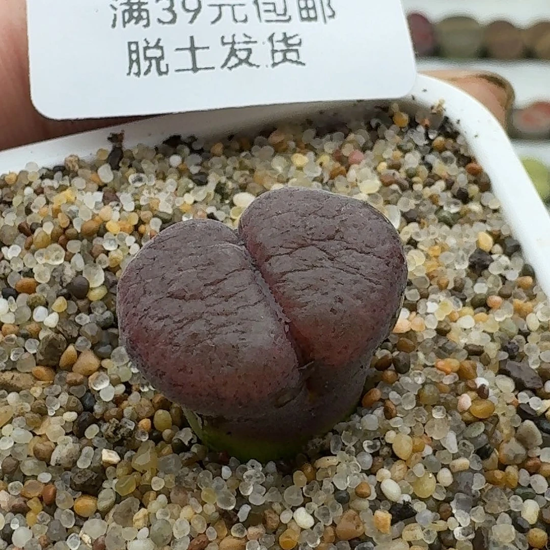 753多肉哈哈哈哈哈哈哈哈