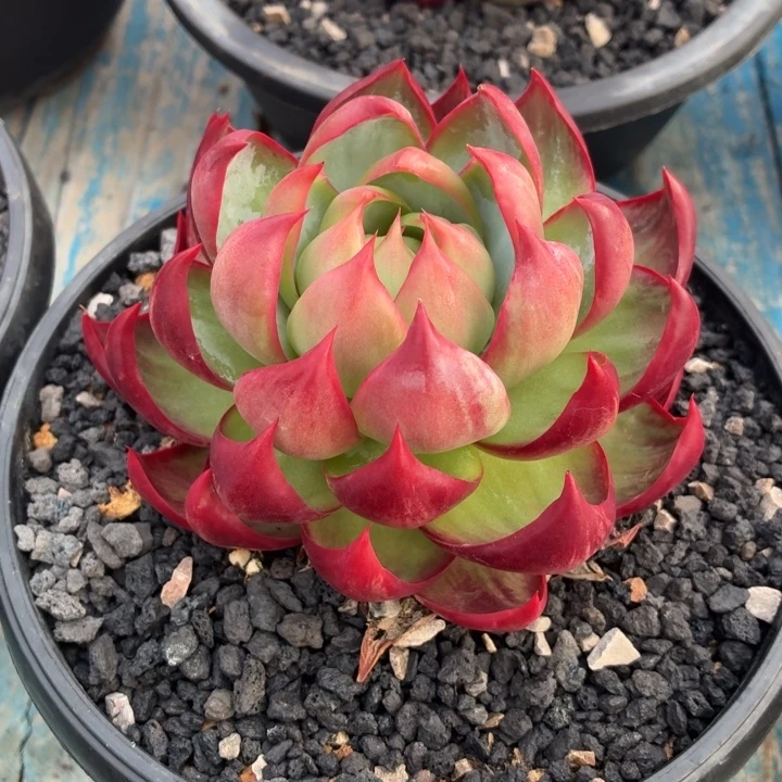 多肉植物惊鸿仙子