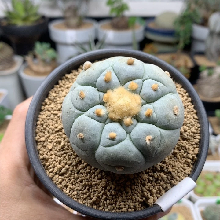 实生海鲜蓝白肌脱土