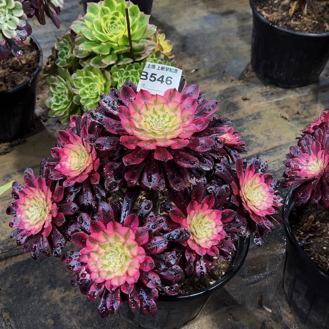 多肉546月亮女神法师