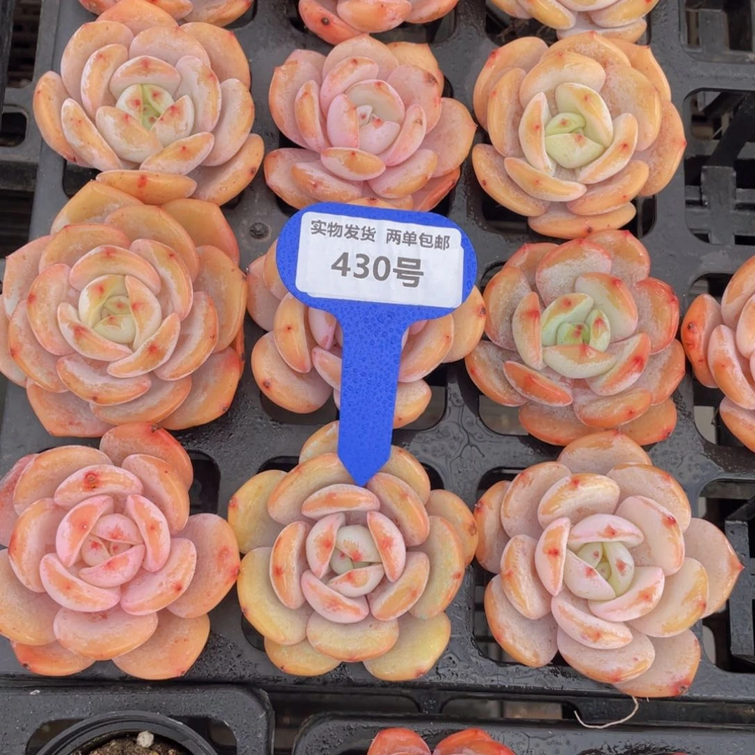 430号全状态宽叶粉奶茶老桩单头一个