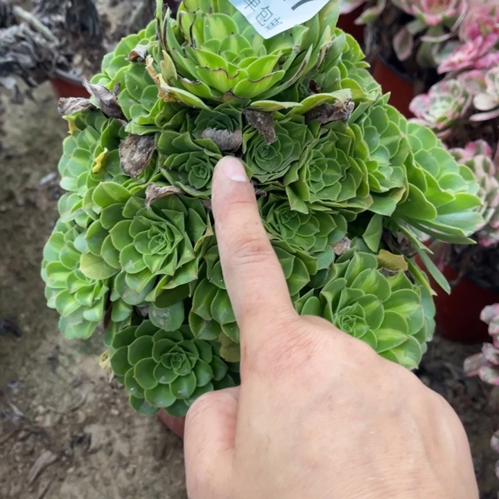 琉璃的人多肉的人1527
