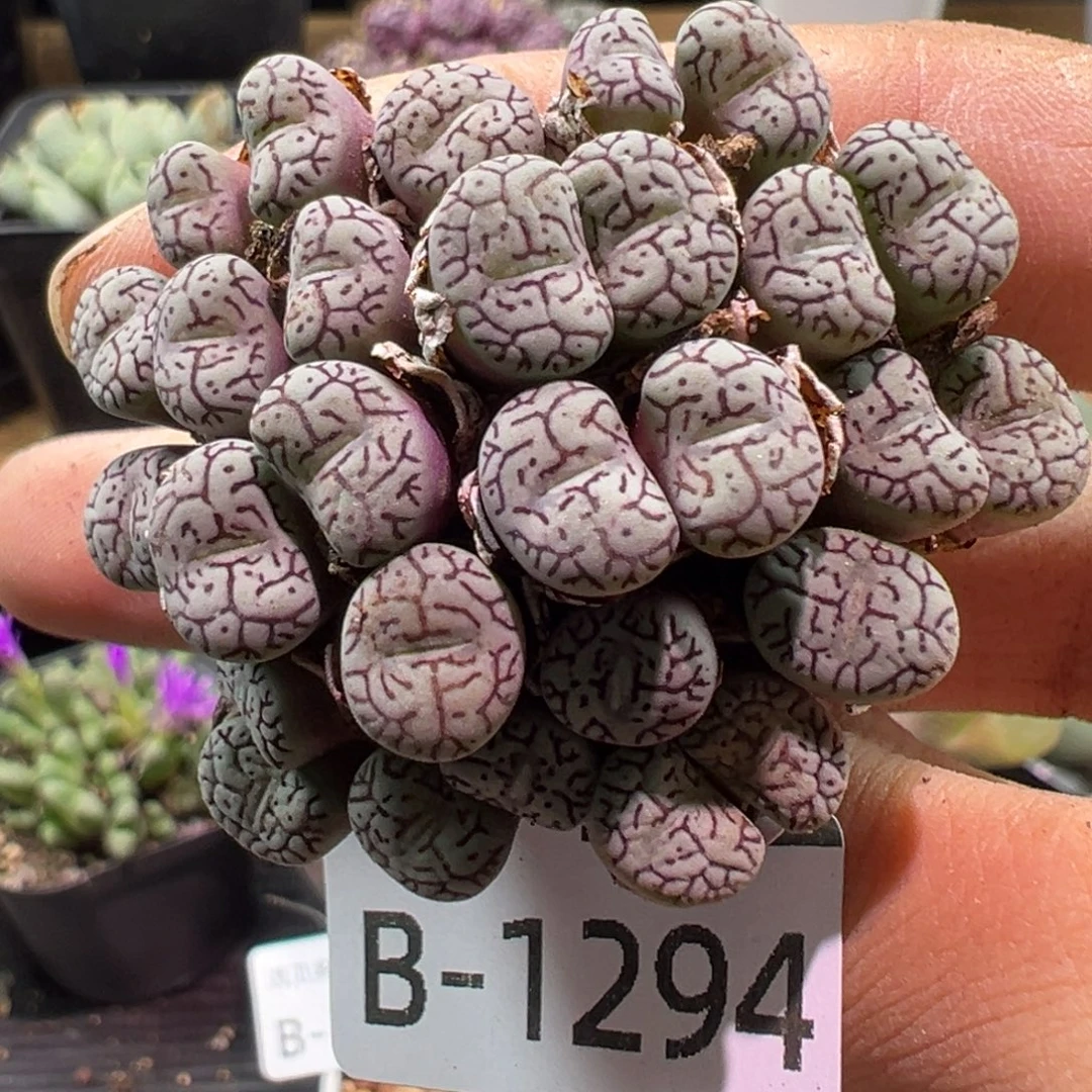 多肉植物11111111111