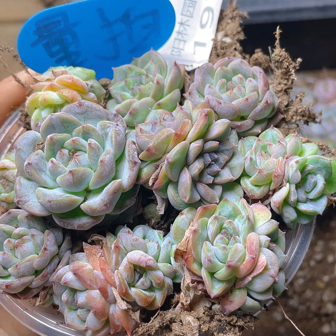 量拍多肉植物多肉植物197