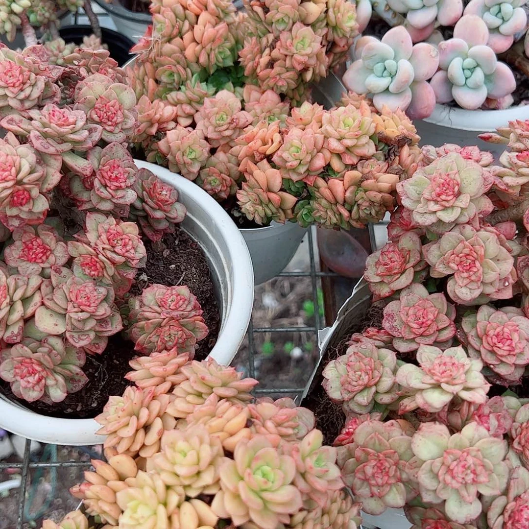 黄金蜡牡丹多头群生精品