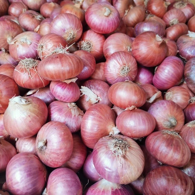 迷你小洋葱2025新上市正宗小葱头单粒圆葱珠干香葱头红葱头毛葱