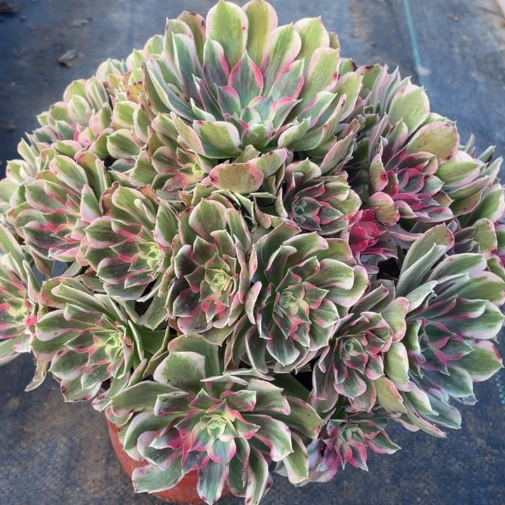 673男神精品法师老桩