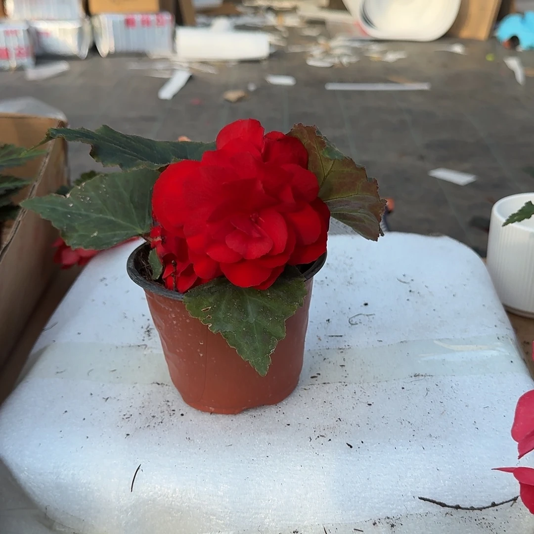 当前无花栽培后可以开花夫妻红色，不拍保温冻死不售后