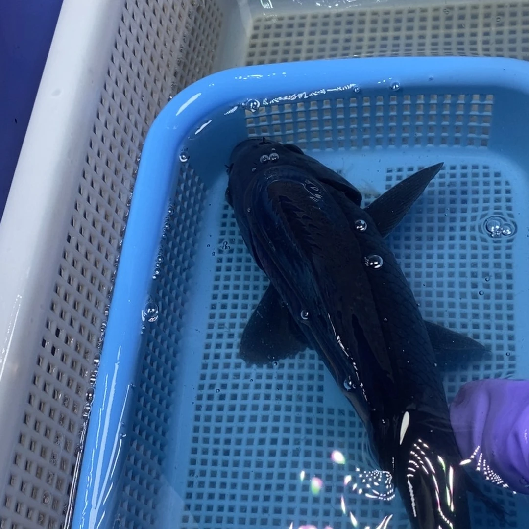 锦鲤冷水锦鲤包邮