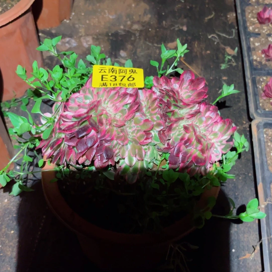 荔枝缀376多肉植物