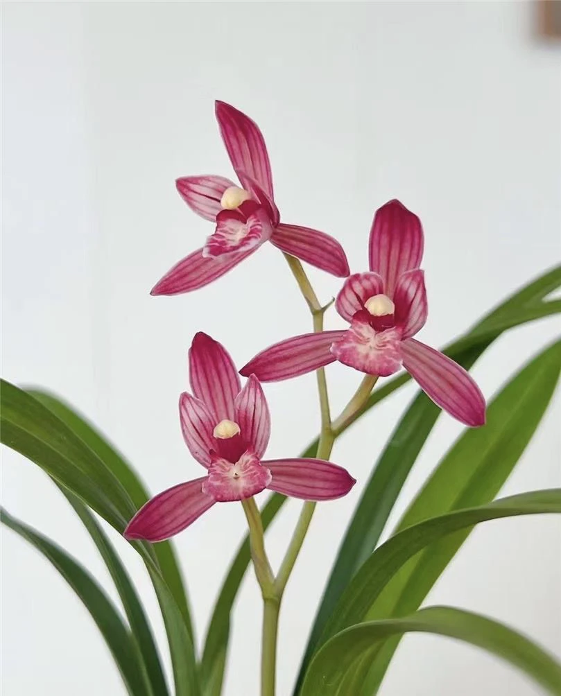 金顶红-建兰组培苗-硬化8个月-连体3苗-人工养殖