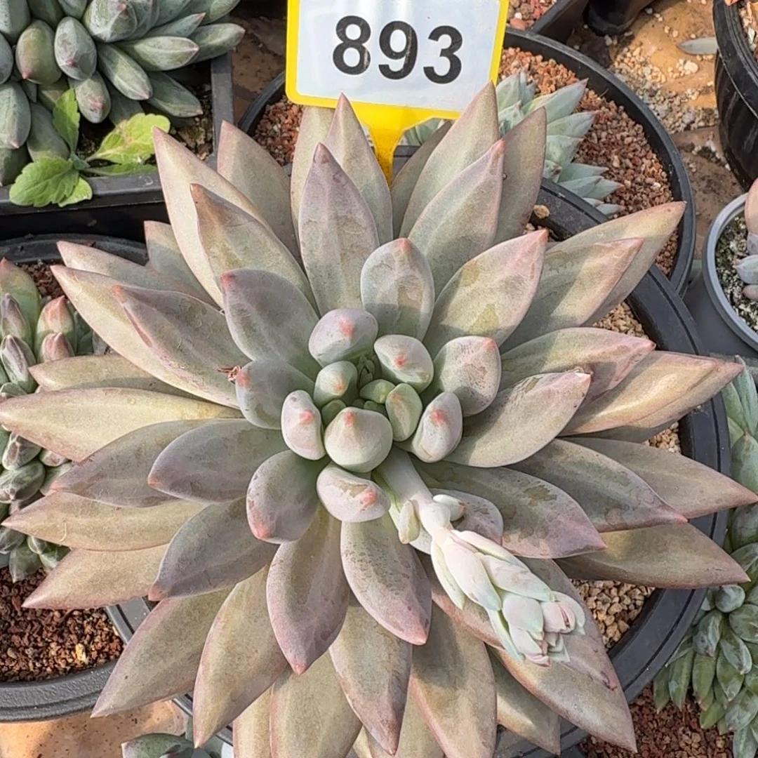水晶球多肉植物893