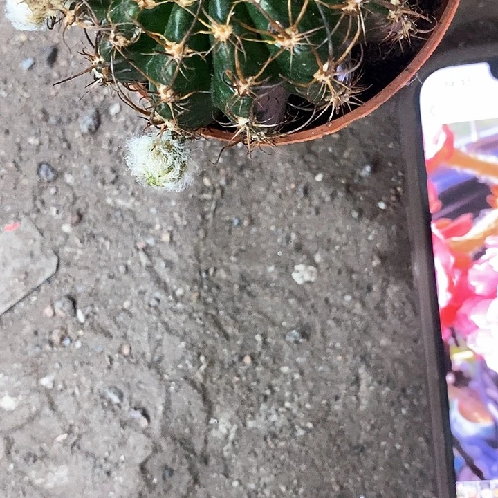 大33牡丹，5-7公分左右