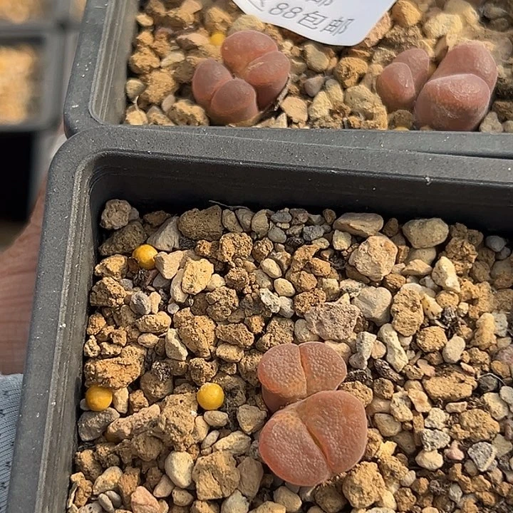 无花朵山*660号风铃2个