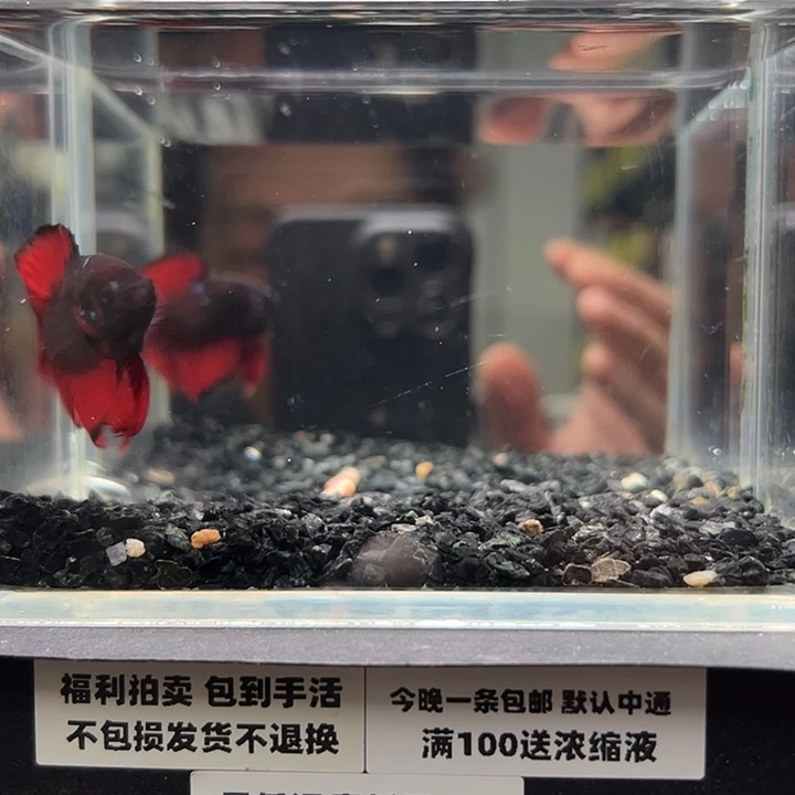 斗鱼跑单拉黑9日28