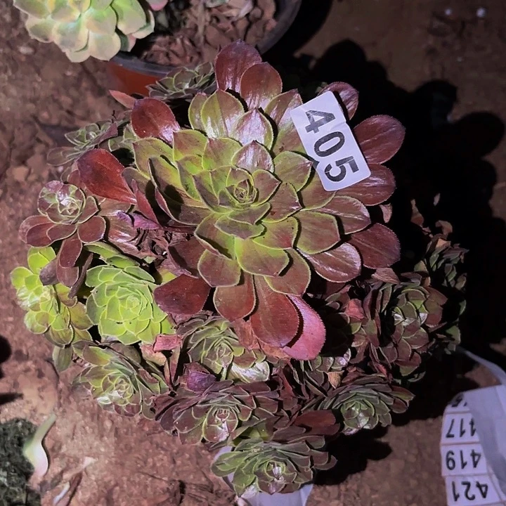 405花月夜多肉植物不售后