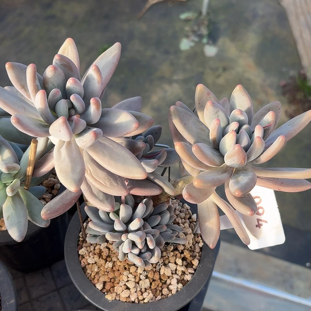 栗子星球00000000000000