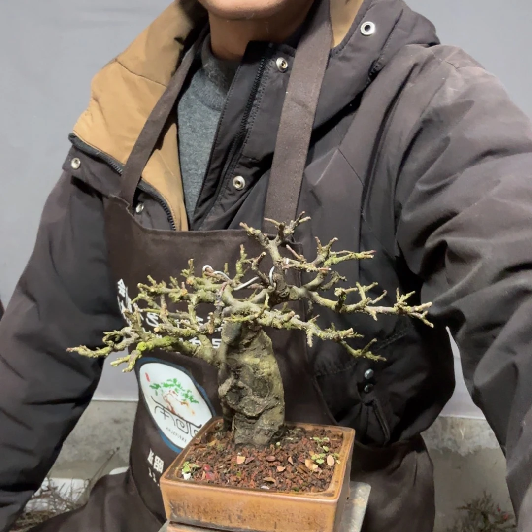 邵***）云南昭通红花平枝栒子红花