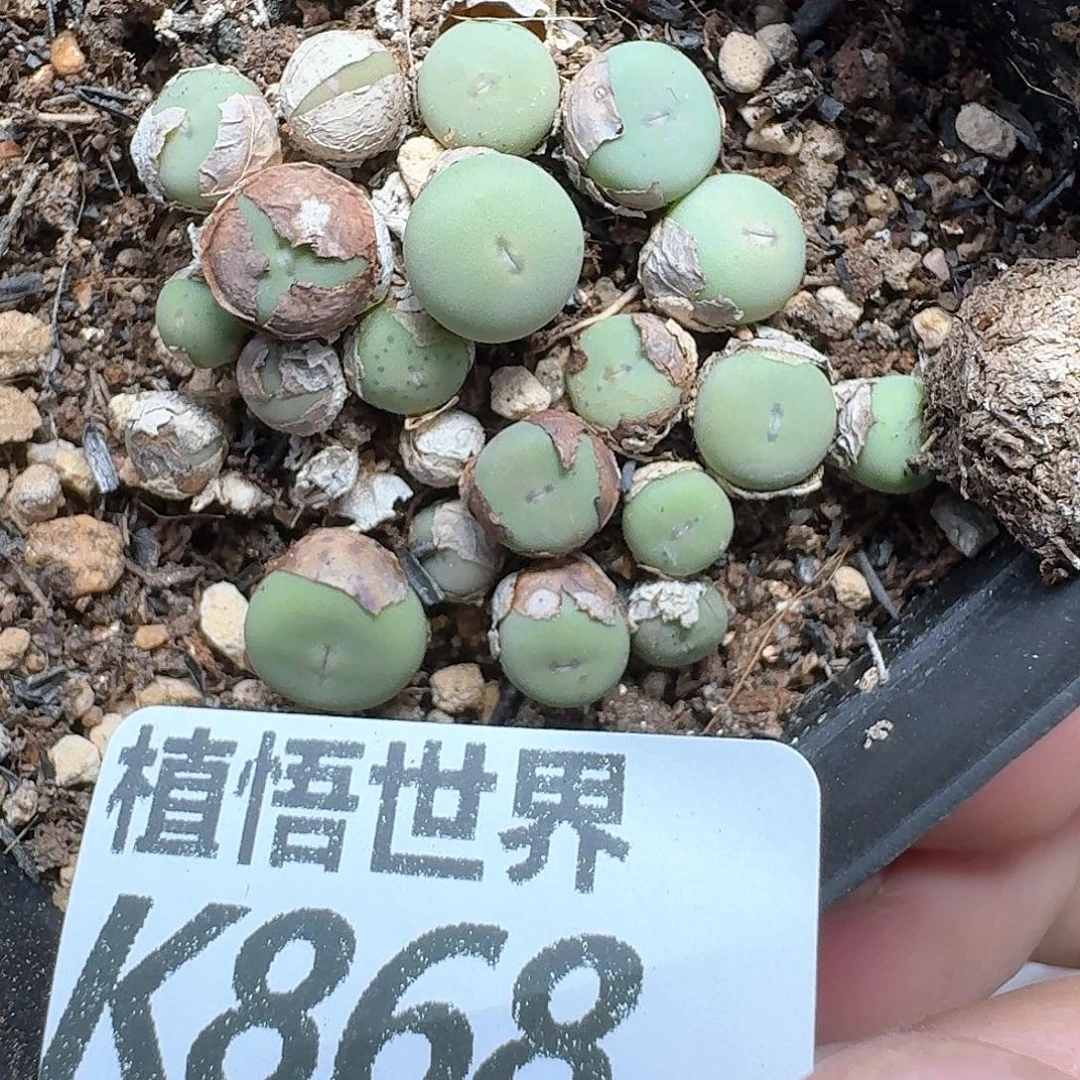 的润泽的动作地方