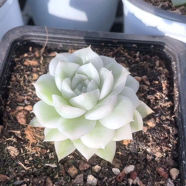 高瓷白麦秆锦一物一拍锦龙