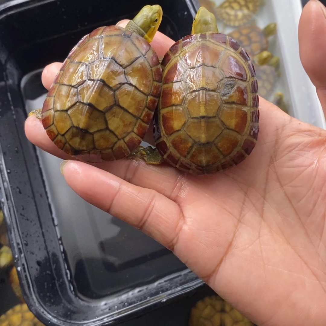 古***船母宠物龟5.9厘米6.1厘米背甲微瑕