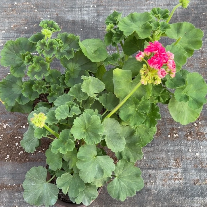 完全开放天竺葵1号