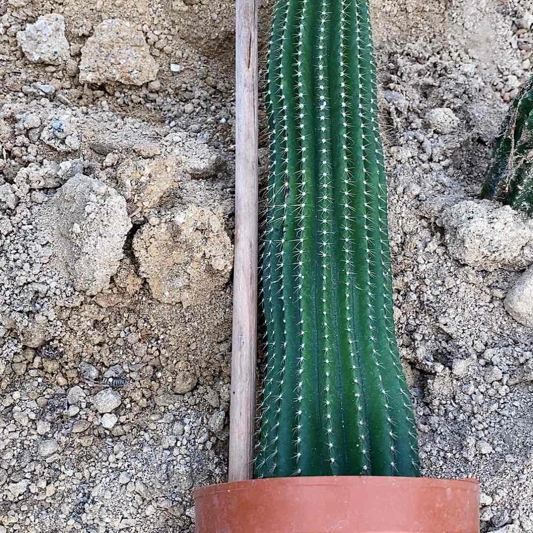 大凤龙高30公分。