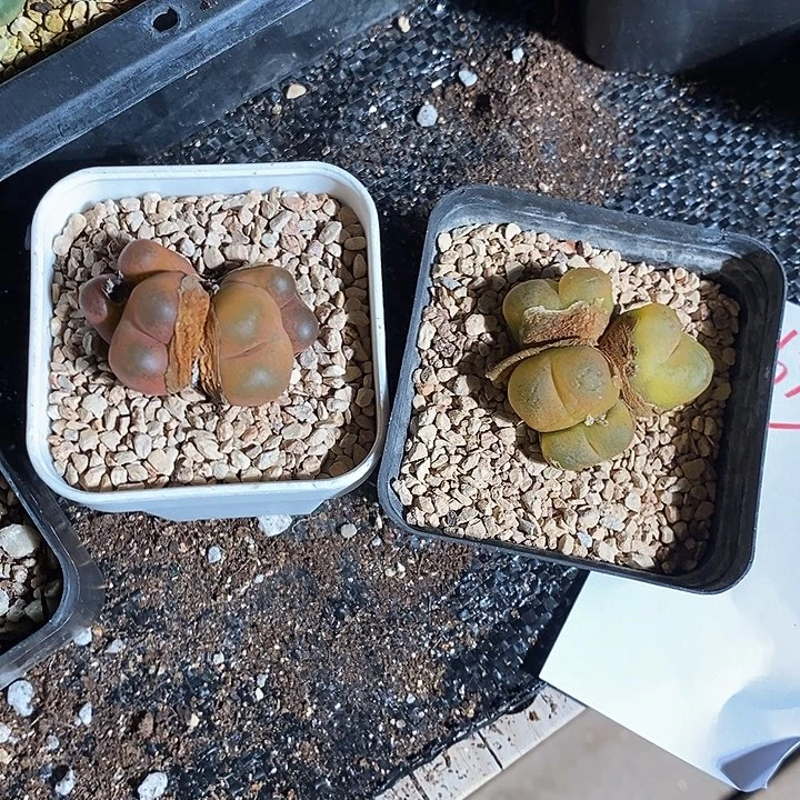 16340。   一组。