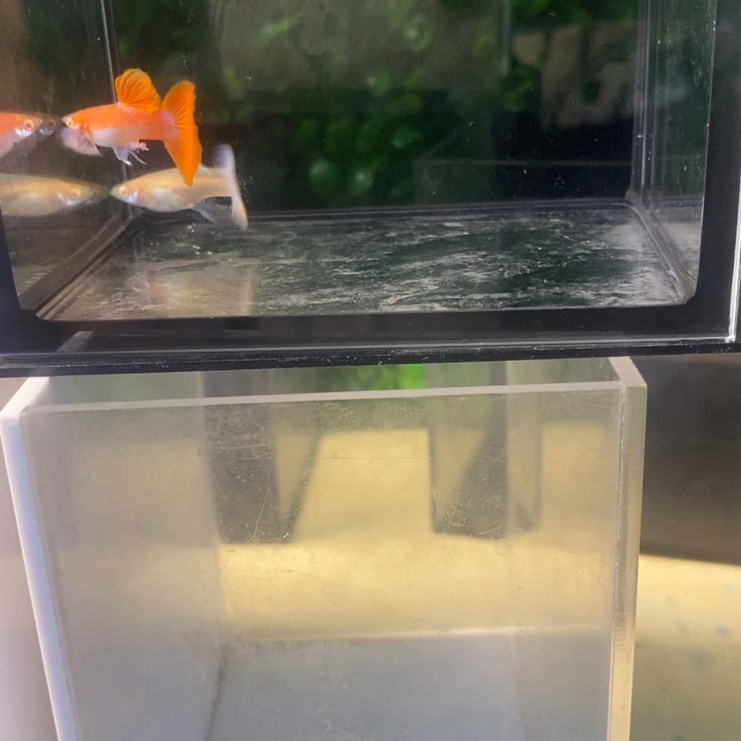 孔雀鱼霓虹大耳一对