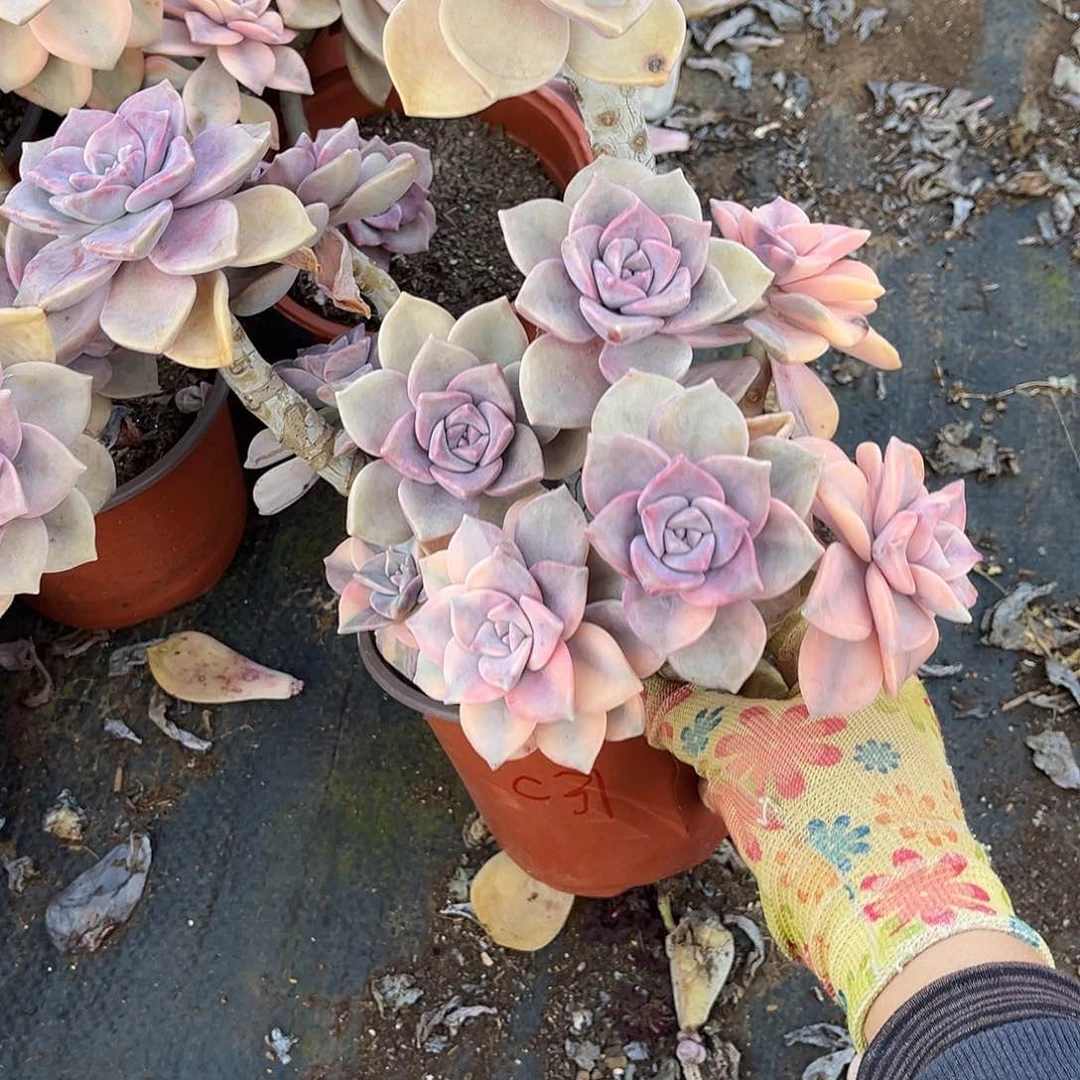 岁**?多肉植物紫乐景C31