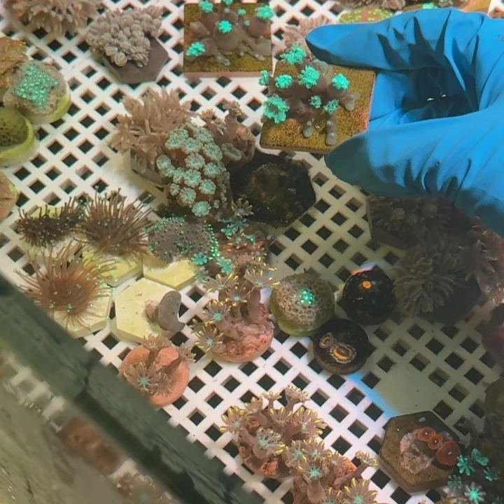 h***a奶嘴海葵绿叶2222222