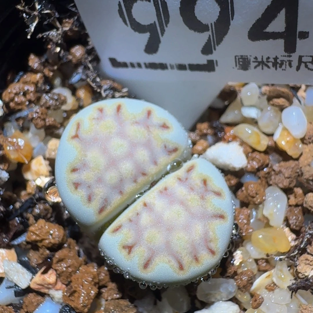 zzzzz生石花肉锥994金边蓝饼