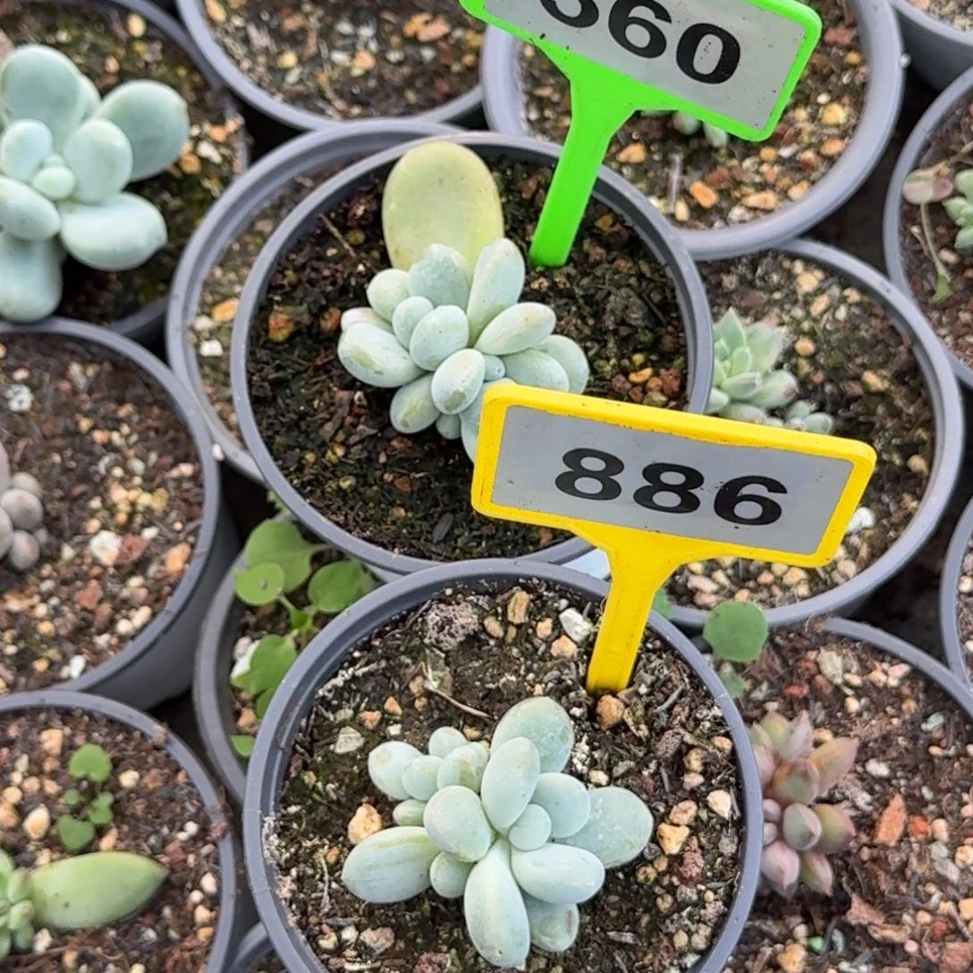 解****多肉植物白帝城560/886