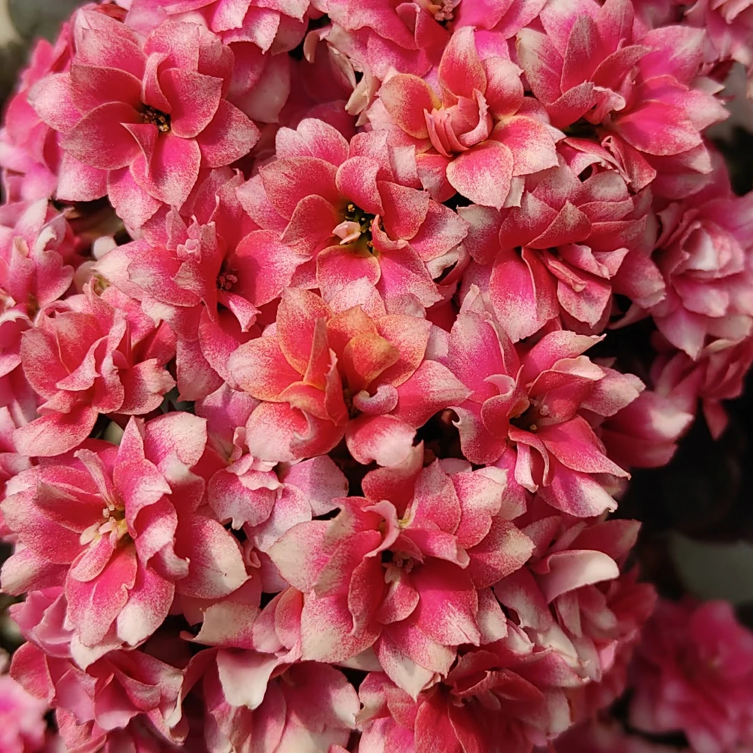 （120盆胭脂雪）重瓣大花长寿 一代种苗 基地直发