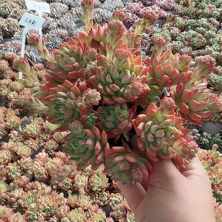 马库斯多肉植物精品