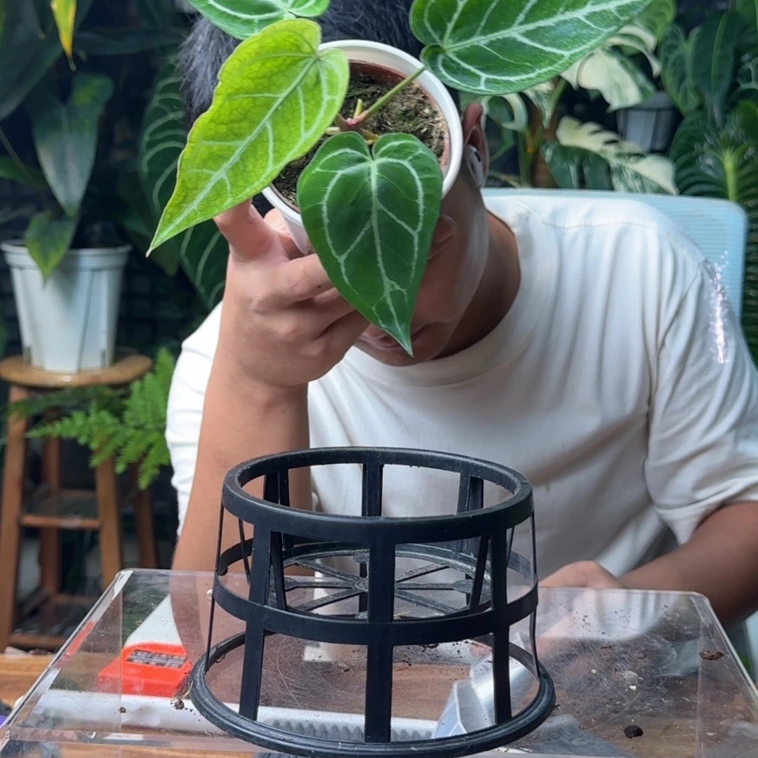 豌***荚无花朵一物一拍B110