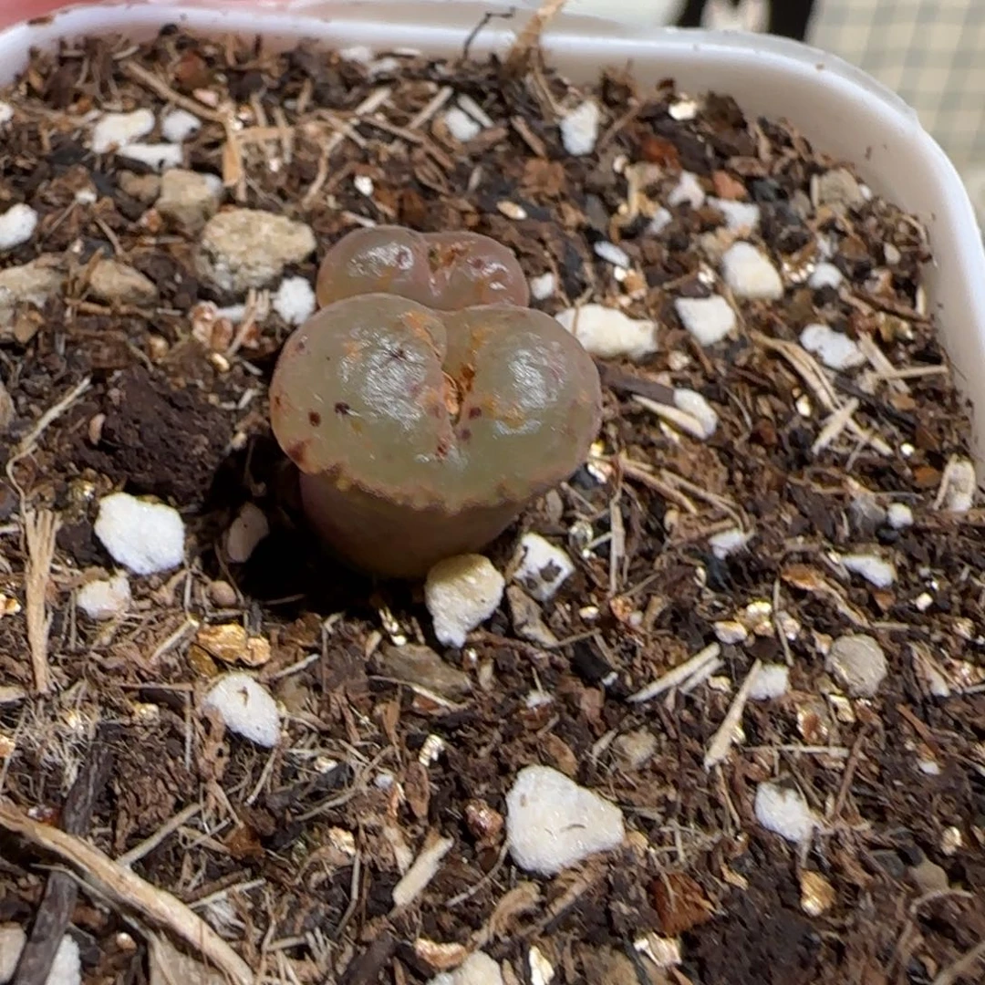 L***.肉锥多肉植物组合-爱心勋章有疤1157