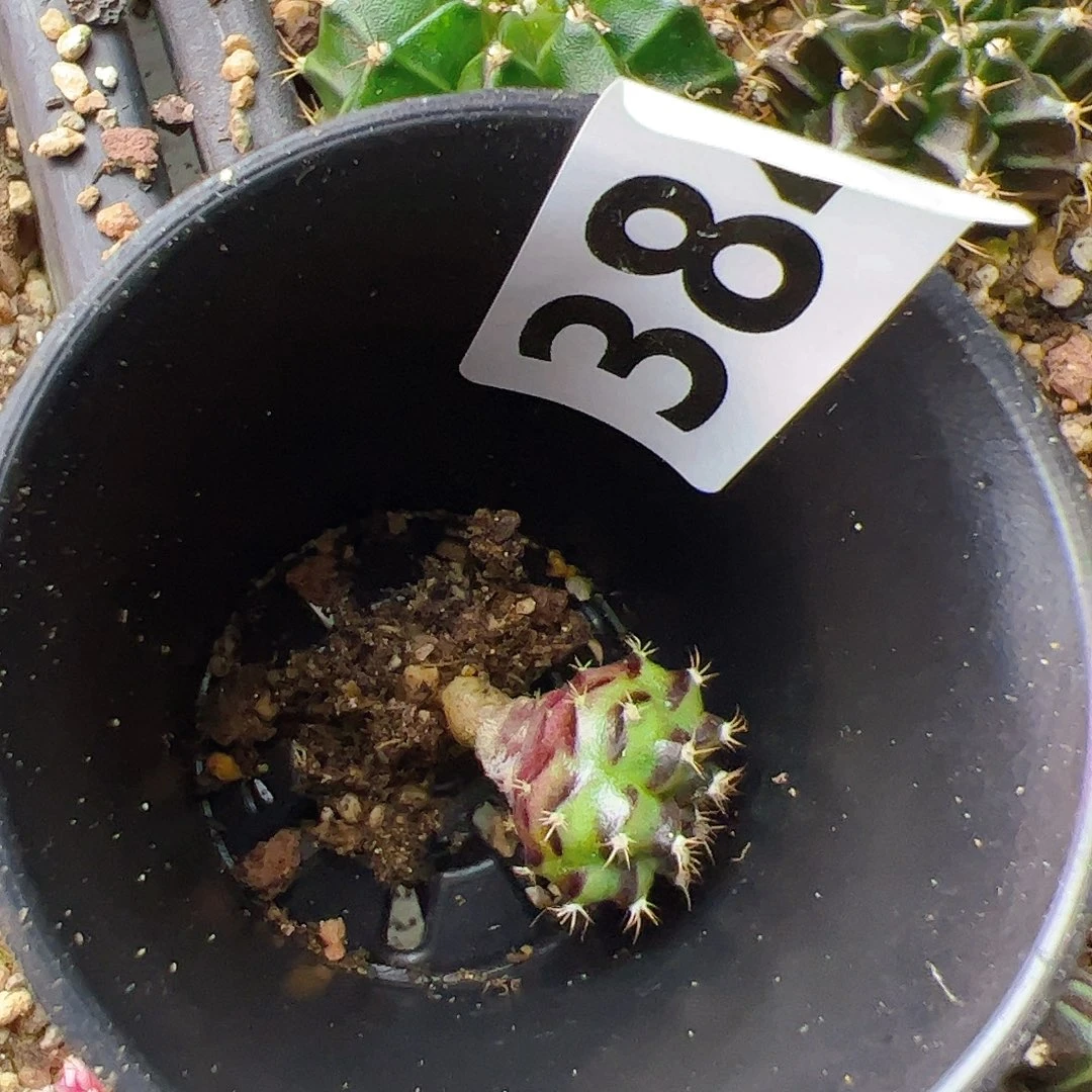 这***样当前无花栽培后可以开花384