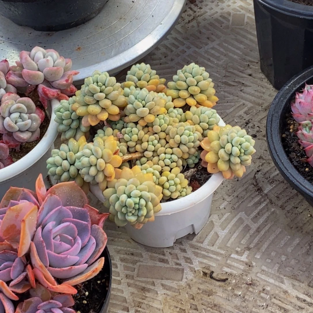 ?****?一物一拍多肉植物