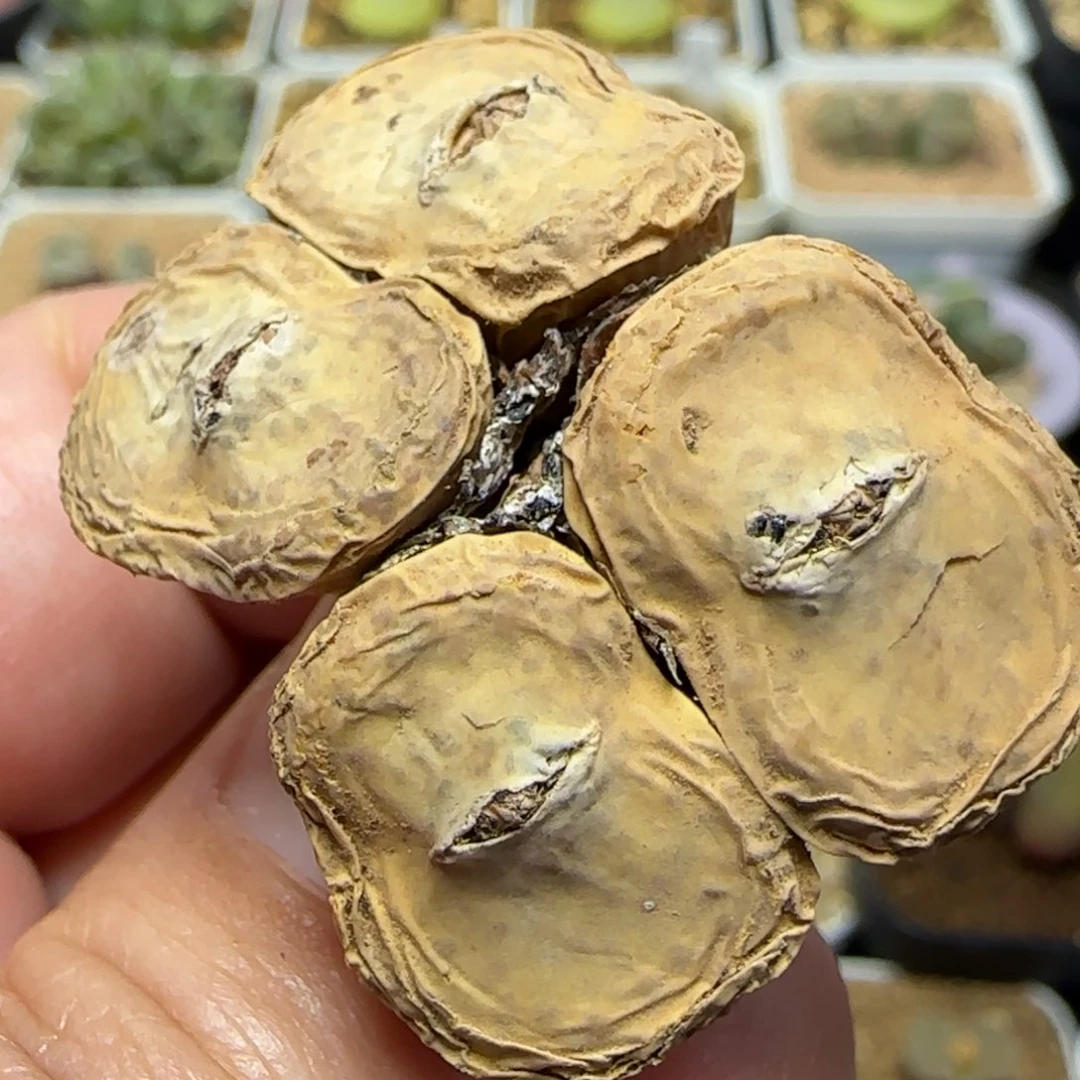 1.26多肉大型嘟嘟嘴一颗48号